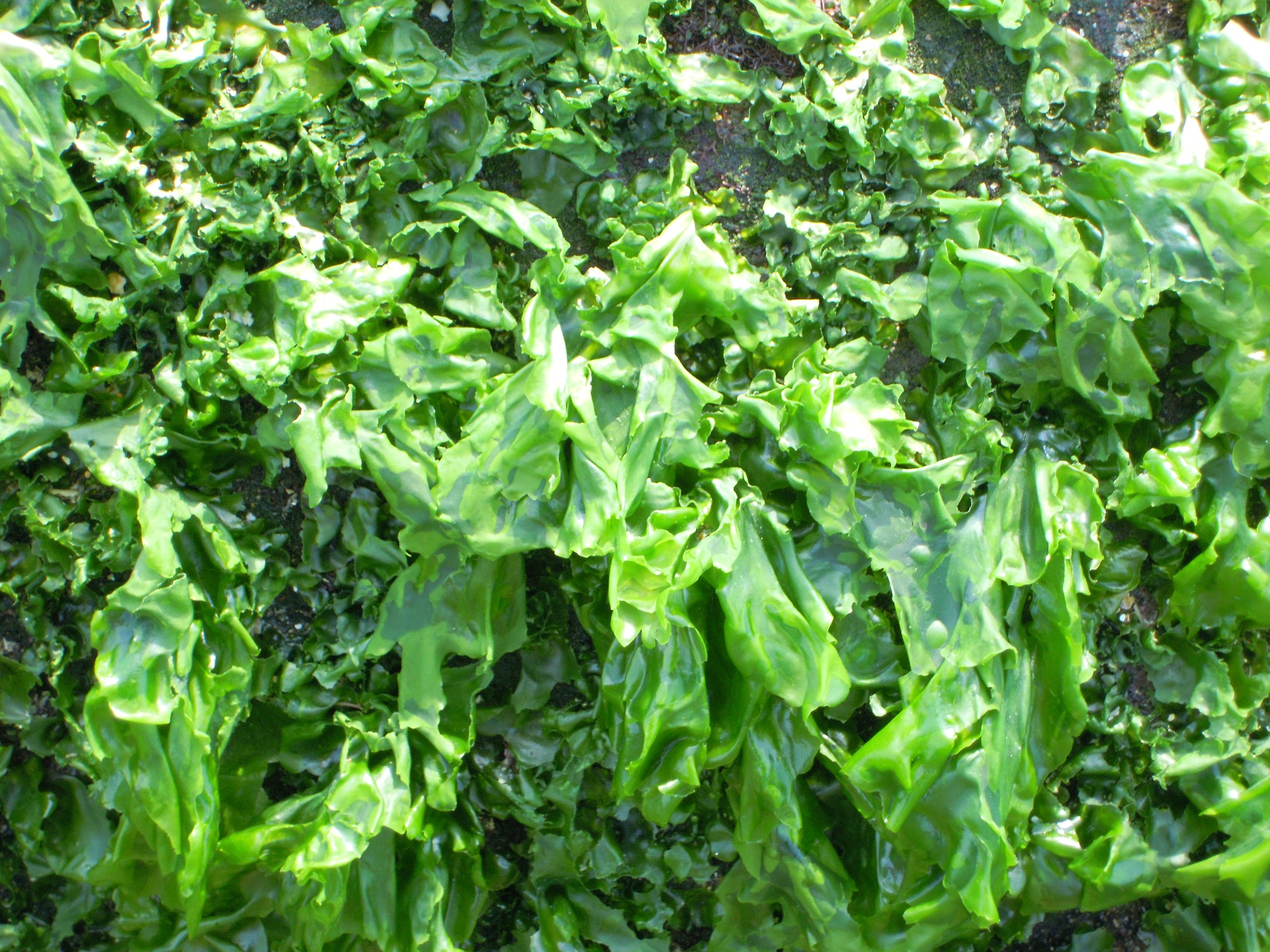 Sea Lettuce