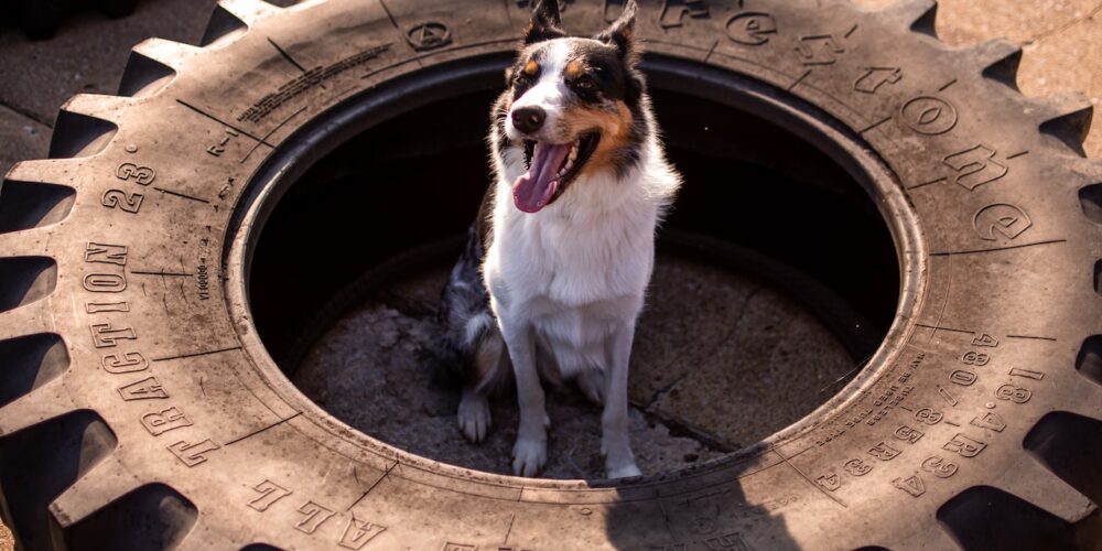 dog