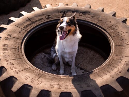 dog